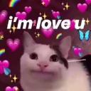 Polite Cat