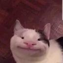 Polite Cat