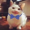 Polite Cat