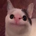 Polite Cat