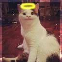 Polite Cat