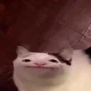 Polite Cat