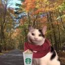 Polite Cat