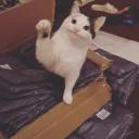 Polite Cat