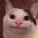 Polite Cat
