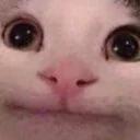 Polite Cat
