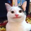 Polite Cat