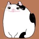 Polite Cat
