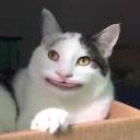 Polite Cat