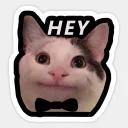 Polite Cat