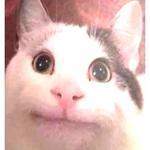 Polite Cat