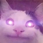 Polite Cat