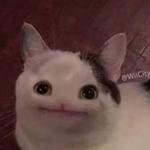 Polite Cat