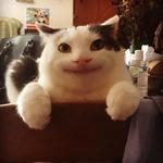 Polite Cat