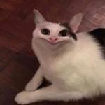 Polite Cat