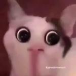 Polite Cat