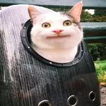 Polite Cat