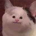 Polite Cat