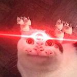 Polite Cat