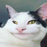 Polite Cat