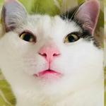 Polite Cat
