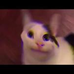 Polite Cat