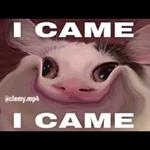 Polite Cat