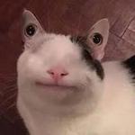 Polite Cat