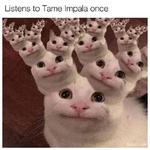 Polite Cat