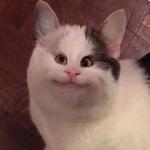 Polite Cat