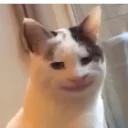 Polite Cat