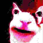 Polite Cat