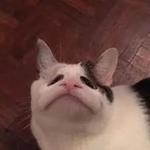 Polite Cat