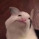 Polite Cat