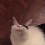 Polite Cat