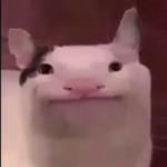 Polite Cat