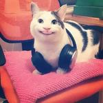 Polite Cat