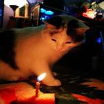 Polite Cat