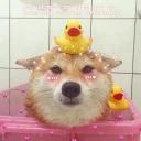 Kawaii_Kawaii @IMG2D