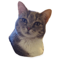 Коти