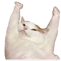 Коти