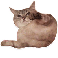 Коти