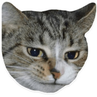 Коти