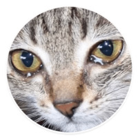 Коти