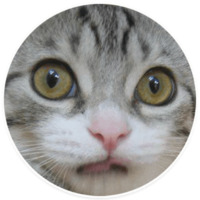 Коти