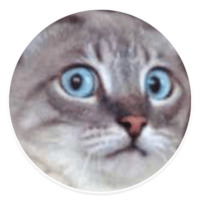 Коти