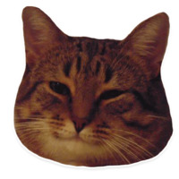 Коти