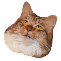 Коти