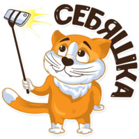 Рыжий котик