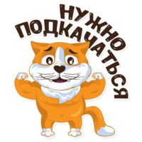 Рыжий котик